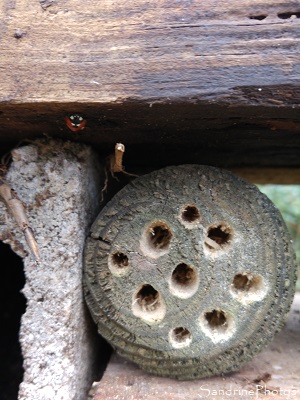 Hôtel à insectes, abri pour les petites bêtes du jardin, Le Verger, Refuge LPO Bouresse 86 (1)