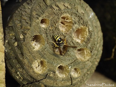 Hôtel à insectes, guêpe en train de boucher un trou dans un rondin de bois, Le Verger, Refuge LPO Bouresse 86 (25)
