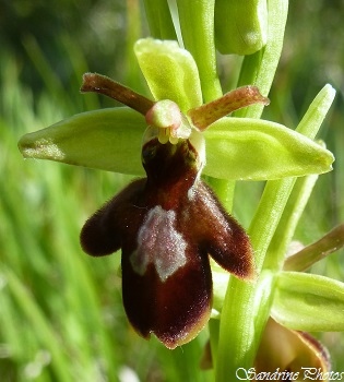 Hybride Ophrys aranifera x Ophrys insectifera, Ophrys Araignée x Ophrys Mouche, Orchidées sauvages du Poitou-Charentes, Wild orchids of France (1)