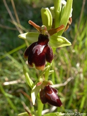 Hybride Ophrys aranifera x Ophrys insectifera, Ophrys Araignée x Ophrys Mouche, Orchidées sauvages du Poitou-Charentes, Wild orchids of France (2)