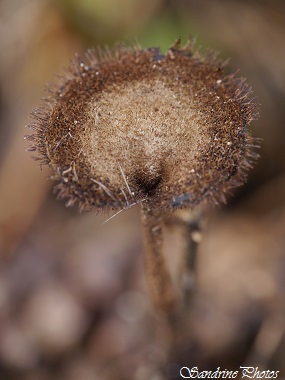 Hydne cure-oreille, Auriscalpium vulgare, Champignons qui poussent sur des pommes de pin, Automne, jardin, Bouresse, Poitou-Charentes, PF(27)