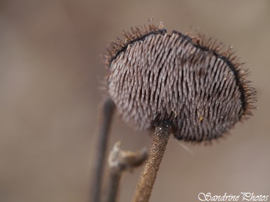 Hydne cure-oreille, Auriscalpium vulgare, Champignons qui poussent sur des pommes de pin, Automne, jardin, Bouresse, Poitou-Charentes PF (28)