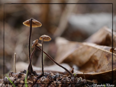 Hydne cure-oreille, Auriscalpium vulgare, Champignons qui poussent sur des pommes de pin, Automne, jardin, Bouresse, Poitou-Charentes avec cadre SandrinePhotos(33)