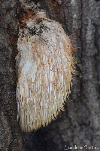 Hydne hérisson, Hericium erinaceus, Champignons, Chemin de l`Ecorcherie, Bouresse 86 (5)