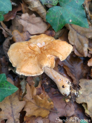 Hydne roussissant , Pied-de-mouton roussissant, hydnum rufescens, Champignons, Forêt de Gouex 86