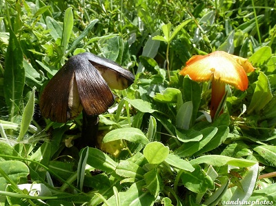 Hygrocybe conica -Hygrophore conique Champignons Bouresse Poitou-Charentes (10) GF