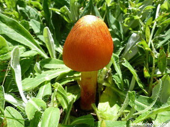 Hygrocybe conica -Hygrophore conique Champignon orange Bouresse Poitou-Charentes