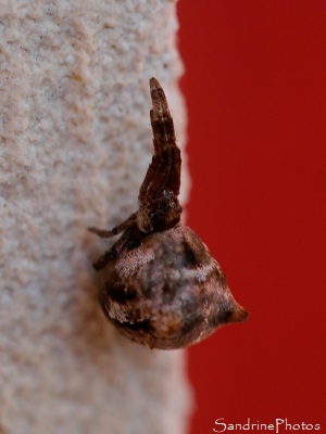 Hyptiotes flavidus, Uloboridae, Arachnides, Araignée sur la porte d`entrée de la maison, Bouresse, Vienne 86 (20)