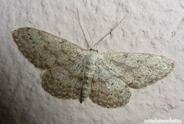 Idaea Seriata Papillon de nuit Bouresse Poitou-Charentes