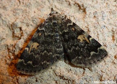 Idia calvaria La noctuelle des cimetières papillons de nuit Bouresse Poitou charentes (3)