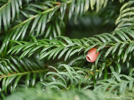 If commun, Taxus baccata, arbre de La Planchette, Queaux, Sud-Vienne 86