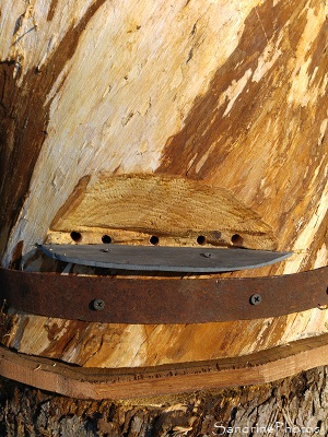Installation d`une ruche tronc au Verger, plateforme d`envol, Refuge LPO Bouresse 86 (3)