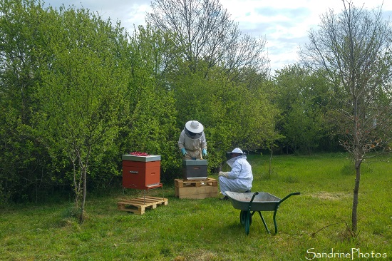 Installation de la ruche n1, Apiculture, Le Verger, Bouresse, Sud Vienne (13)