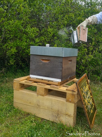 Installation de la ruche n1, Apiculture, Le Verger, Bouresse, Sud Vienne (14)