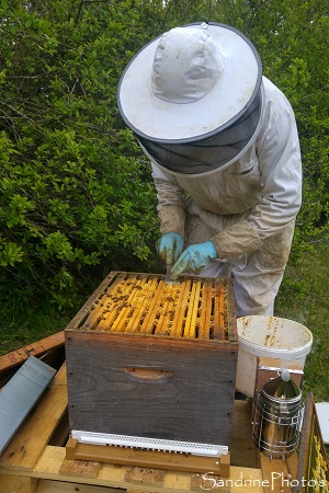 Installation de la ruche n1, Apiculture, Le Verger, Bouresse, Sud Vienne (15)