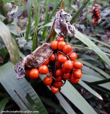 Iris fétide, Iris foetidissima, Biodiversité en région Nouvelle-Aquitaine, Poitou, Bouresse (16)