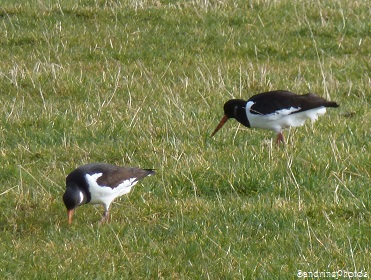 Irlande - Baie de Dundalk , Comté de Louth, observatoire des oiseaux migrateurs, zone protégée, Dundalk bay, over-wintering birds protected area, SandrinePhotos 2014 (12)