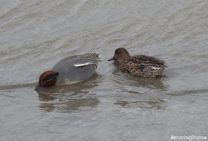 Irlande - Baie de Dundalk , Comté de Louth, observatoire des oiseaux migrateurs, zone protégée, Dundalk bay, over-wintering birds protected area, SandrinePhotos 2014 (5)