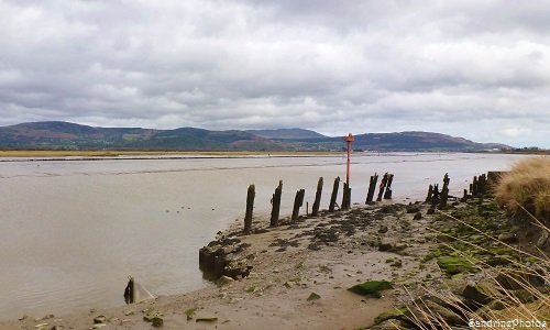 Irlande - Baie de Dundalk , Comté de Louth, observatoire des oiseaux migrateurs, zone protégée, Dundalk bay, over-wintering birds protected area, SandrinePhotos 2014 (8)