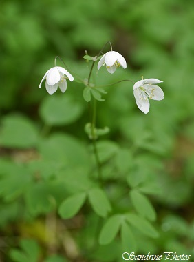 Isopyre faux pigamon, Isopyrum thalictroides, fleurs blanches des sous bois, White wild flowers, rare en Poitou-Charentes, Haute vallée de la Blourde, SandrinePhotos (13)