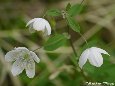 Isopyre faux pigamon, Isopyrum thalictroides, fleurs blanches des sous bois, White wild flowers, rare en Poitou-Charentes, Haute vallée de la Blourde, SandrinePhotos (17)