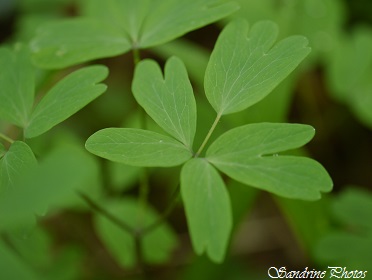 Isopyre faux pigamon, Isopyrum thalictroides, fleurs blanches des sous bois, White wild flowers, rare en Poitou-Charentes, Haute vallée de la Blourde, SandrinePhotos 86