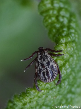 Ixode réticulé, Dermacentor reticulatus, Tique noire et blanche, Queaux - Sous Roches au bord de la Vienne, Poitou-Charentes (45)
