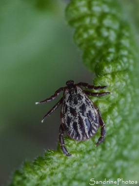 Ixode réticulé, Dermacentor reticulatus, Tique noire et blanche, Queaux - Sous Roches au bord de la Vienne, Poitou-Charentes (45)