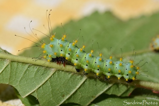 J24-Chenilles de grands paons de nuit, Saturnia pyri, après la 2ème mue, élevage, Bouresse, Sud-Vienne (51)