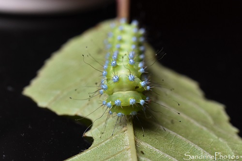 J33-Elevage de Grands paons de nuit, 3ème mue, Saturnia pyri, Saturniidae, Papillons de nuit, Bouresse 86 (27)