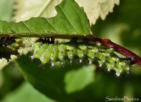 J35-Elevage de Grands paons de nuit, Saturnia pyri, Saturniidae, Papillons de nuit, Bouresse 86 (48)