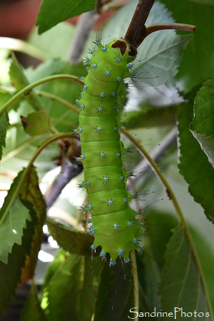 J50-Elevage de Grands paons de nuit, dernière mue stade bleu avant nymphose, Saturnia pyri, Saturniidae, Bouresse