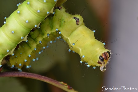 J58- Chenille de Grands Paons de nuit, Saturnia pyri, Saturniidae, Les crottes se liquéfient, jour du premier cocon(3)