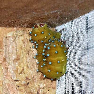 J58 - Elevage de Grands Paons de nuit, Saturnia pyri, Saturniidae, Papillons de nuit, Les crottes se liquéfient et début d`un premier cocon (7)