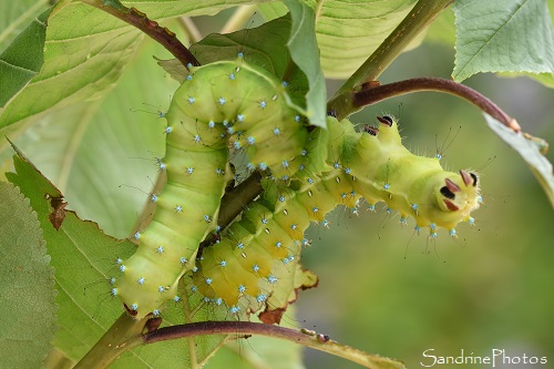 J58 - Elevage de Grands paons de nuit, Saturnia pyri, Saturniidae, Papillons de nuit, les crottes se liquéfient (22)