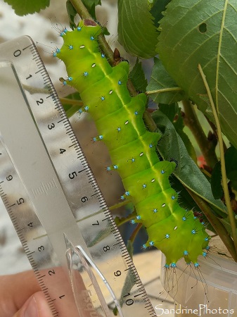 J59 Première chenille dans son cocon, 10 cm de long, Saturnia pyri, Papillons de nuit, Elevage de Grands paons de nuit (9)