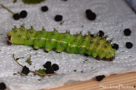 J65, élevage de Grands paons de nuit, Saturnia pyri, oeufs, chenilles, cocons, papillons de nuit (21)