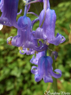 Jacinthes des bois, fleurs sauvages violettes à bleues, Violet , blue wild flowers, Le long de la Vienne, Poitou-Charentes