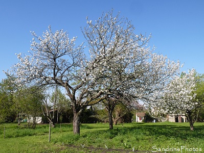 Jardin Le Verger, Bouresse (Région Aquitaine-Limousin-Poitou-Charentes -86) Sandrine Berthault (2)