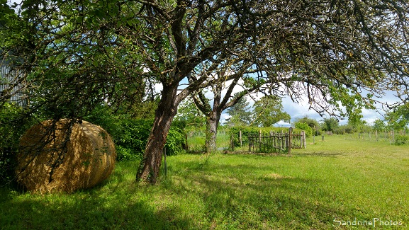 Jardin, Refuge LPO le Verger, Bouresse, Botte de paille et vieux portail en bois, Sud-Vienne 86 (81)