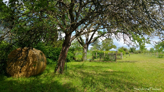 Jardin, Refuge LPO le Verger, Bouresse, Botte de paille et vieux portail en bois, Sud-Vienne 86 (81)