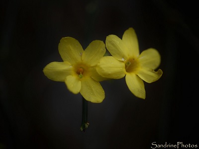 Jasmin dhiver, Jasminum nudiflorum, Arbuste, Fleurs des Jardins, fleurs jaunes à 6 pétales, Bouresse, Aquitaine-Poitou-Charentes, 86 pf
