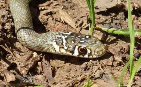 Jeune couleuvre, Serpent, Young snake, Bouresse, Poitou-Charentes, 03 juin 2013, 86 (76)