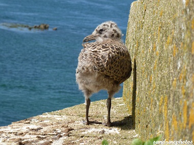 Jeune goéland né dans le Château du Taureau Juillet 2012 baie de Morlaix Finistère Bretagne