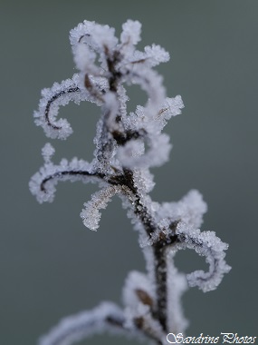 Joli tarabiscotage, Nature sous la Gelée, Givre, Nature under the frost, Bouresse, Vienne, Poitou-Charentes (31)