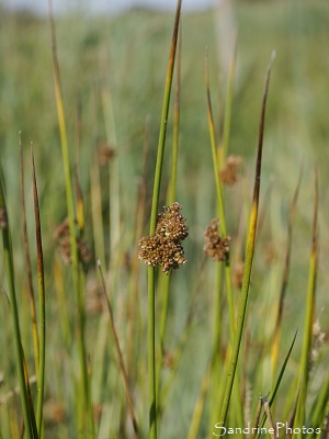 Joncs épars, Juncus effusus, Plantes sauvages des Marais de Brière, Rozé, Loire-Atlantique (72)