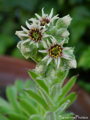 Joubarbe des toits, Sempervivum tectorum, Fleur succulente, Plante grasse, Saint Martial, Fougairolles, Gard 2017(14)