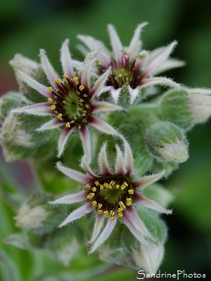 Joubarbe des toits, Sempervivum tectorum, Fleur succulente, Plante grasse, Saint Martial, Fougairolles, Gard 2017(16)