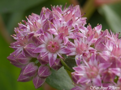 Joubarbe des vignes, Herbe de la Saint-Jean, Grand orpin, Sedum telephium subsp. telephium, fleur rose, plante grasse, Bouresse, Poitou-Charentes (4)