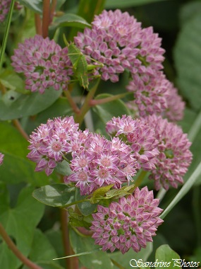 Joubarbe des vignes, Herbe de la Saint-Jean, Grand orpin, Sedum telephium subsp. telephium, fleur rose, plante grasse, Bouresse, Poitou-Charentes (5)